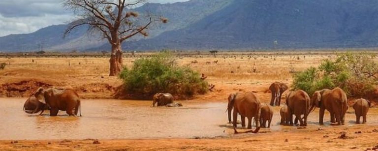 Kenya Holiday Safaris Departing Mombasa and Nairobi