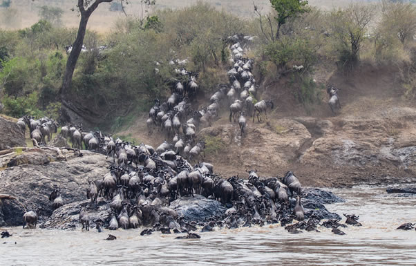 maasai-mara-national-reserves